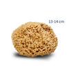 Honey woll svamp 100 Med24.se% naturlig, ekologisk svamp - 13 cm 