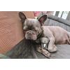Hevea Bitleksak - French Bulldog - 1 st
