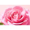 Nuxe Very Rose Micellar Water - 400 ml