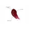 GOSH Copenhagen Lip Glaze – 005 Burgundy Red – 5,5 ml.